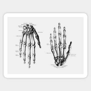 Double Hand Skeletal Diagram - Vintage Anatomy Sticker